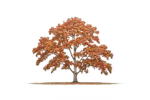 Autumn Tree with White Background photo