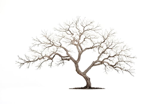 Dead tree isolated on white background photo