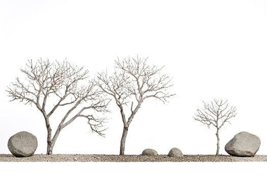 Bare Branches and Stones in a Minimalist Landscape photo