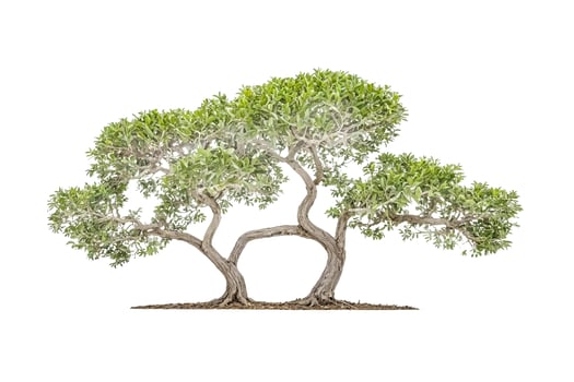 Green Tree Isolated on White Background photo