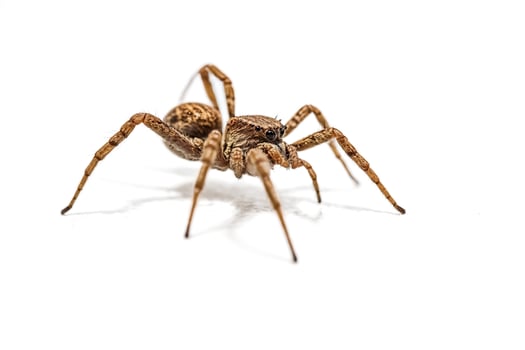 Closeup of a Brown Spider on White Background photo