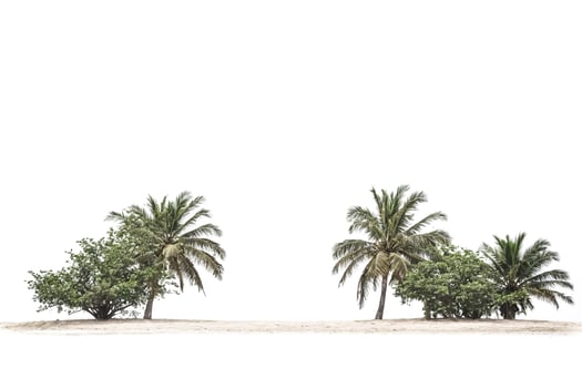 Palm Trees on White Background photo