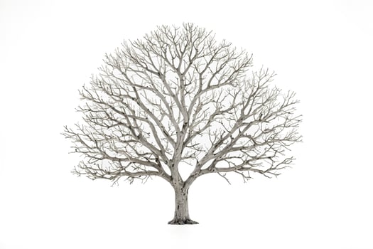 Bare Tree on White Background photo