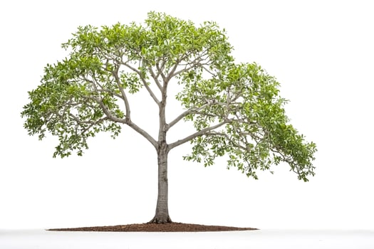 Lush Green Tree Isolated on White Background photo