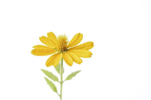 Yellow flower isolated on white background photo