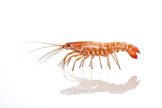 Red Shrimp on White Background photo