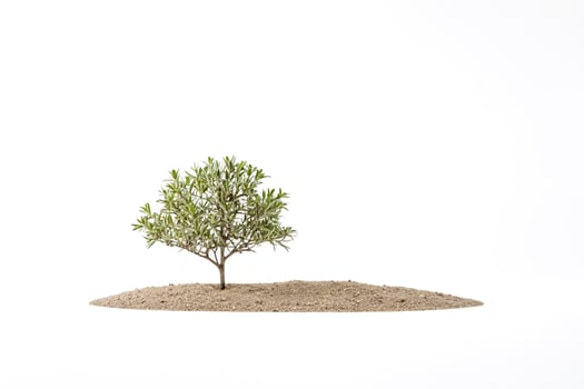 Small Tree Growing in a Pile of Soil photo