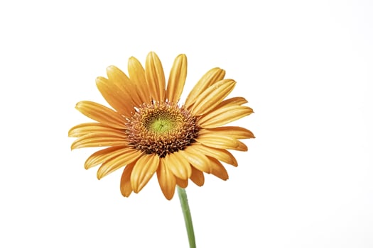 Single Orange Daisy on White Background photo