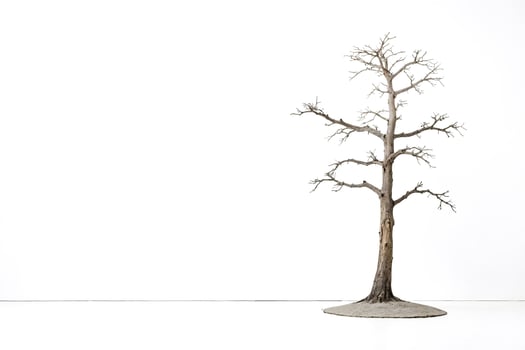 Bare Tree on White Background photo