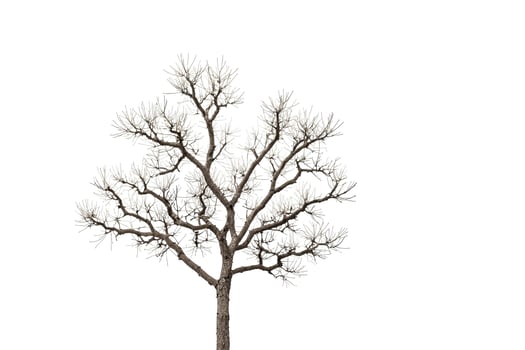 Bare Tree Silhouette Against White Background photo