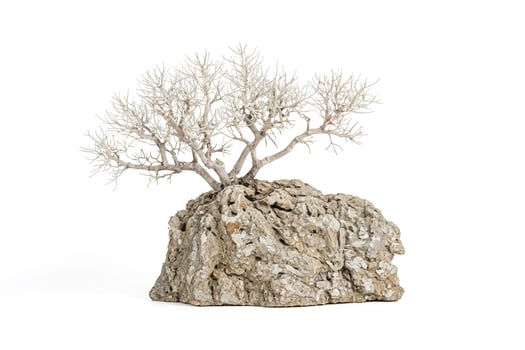 Bare Tree on a Rock photo