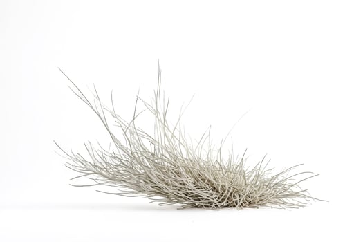 Air Plant Isolated on White Background photo