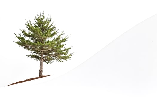 Lone Pine Against a White Background photo