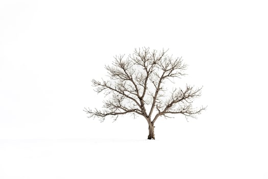 Bare Tree in a Snowy Field photo