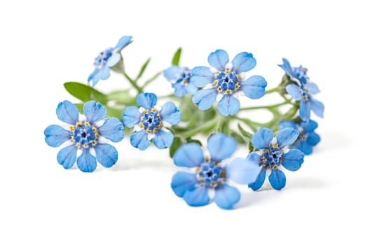 Blue Flowers on White Background photo