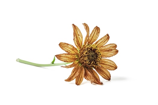 Single Wilted Flower photo