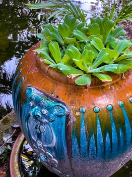 Decorative Garden Pot with Vibrant Green Plant and Water Reflections photo