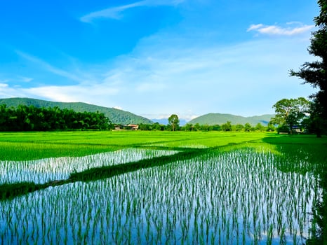 green wheat field, Beautiful golden rice field and ear of rice, Mature rice fields on farms, paddy field,Blur Paddy rice field in the morning background photo