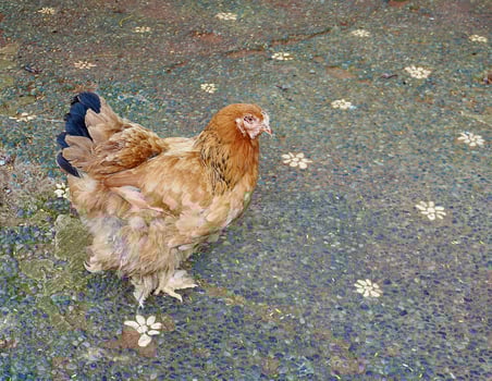 Chicken with brown feathers standing on horizontal outdoor park stone ground pavement walk way background. photo
