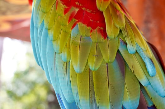 Beautiful red, green, and blue colored soft parrot bird wing feather texture isolated on horizontal outdoor background. photo