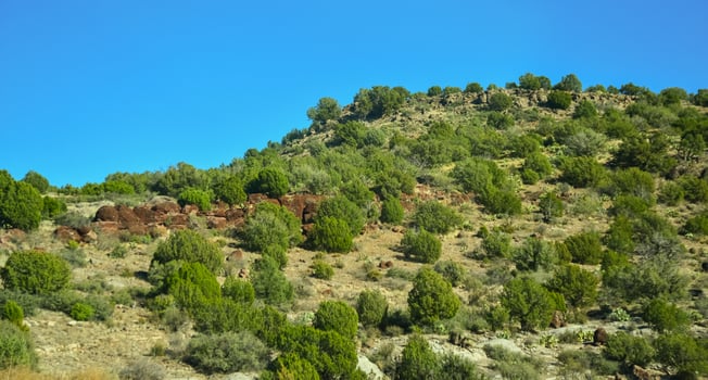 Hills in the foothills overgrown with coniferous forest in winter in Arizona photo