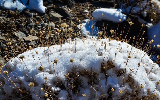 Snow in the mountains, Snow-covered mountain pass, desert plants under the snow in summer photo