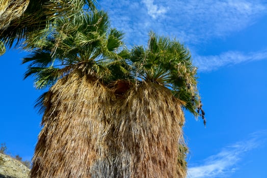 Palm trees rise in the desert at Thousand Palms Oasis near Coachella Valley Preserve. Villis palms oasis. California photo