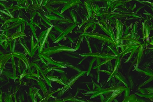 Fresh green leaves covering the wall. Natural green background from young green leaves. photo
