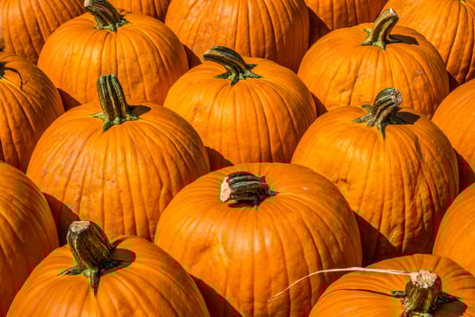 Pumpkins grouped together closeup photo