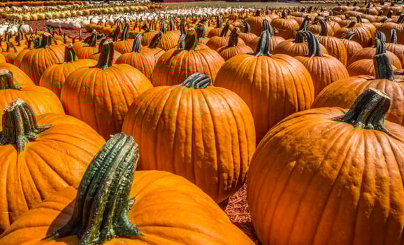 Pumpkins for sale at a farm photo