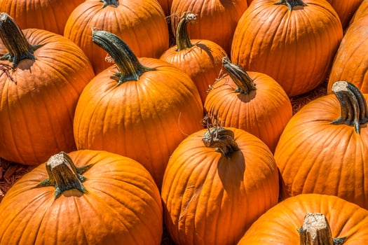 Pumpkins together closeup view photo