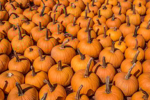 Lots of small pumpkins photo