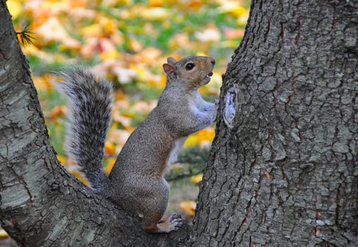 Eastern Gray Squirrel Sciurus carolinensis photo