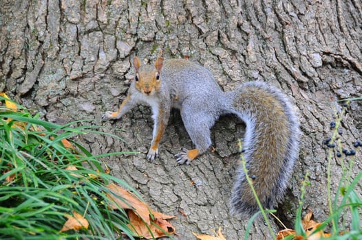 Eastern Gray Squirrel Sciurus carolinensis photo