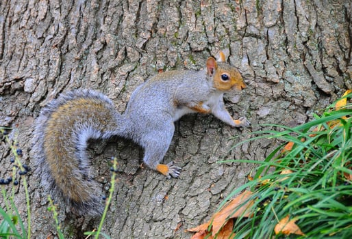 Eastern Gray Squirrel Sciurus carolinensis photo