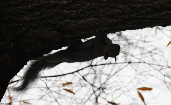 Wild animals, Gray Squirrel Sciurus carolinensis collects nuts in the park photo
