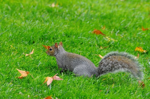 Eastern Gray Squirrel Sciurus carolinensis photo
