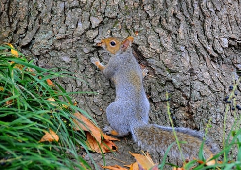 Eastern Gray Squirrel Sciurus carolinensis photo