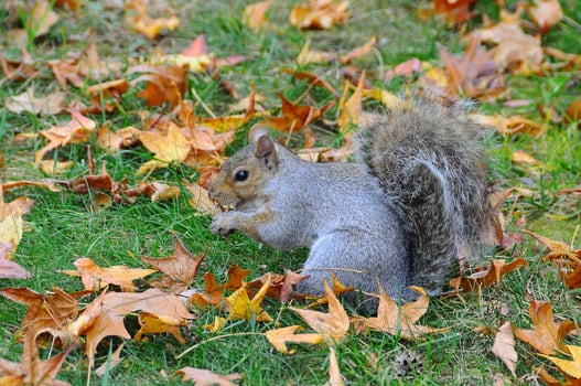 Eastern Gray Squirrel Sciurus carolinensis photo