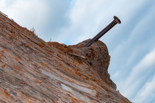 A large rusty nail hammered into the trunk of a marsh capar tree photo