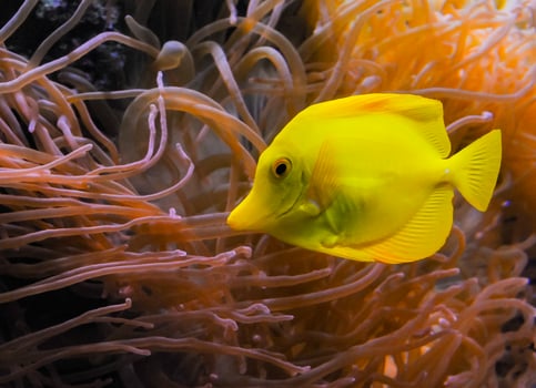 Zebrasoma flavescens, yellow fish against the background of sea anemones in a marine aquarium photo