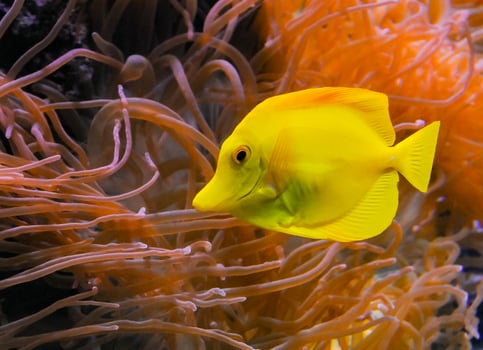 Zebrasoma flavescens, yellow fish against the background of sea anemones in a marine aquarium photo