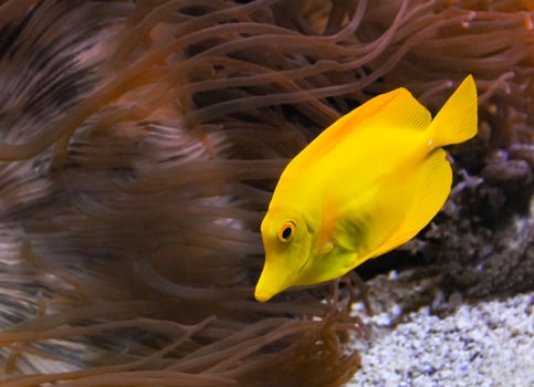 Zebrasoma flavescens, yellow fish against the background of sea anemones in a marine aquarium photo