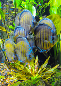 Symphysodon aequifascilatus large freshwater fish in the aquarium photo
