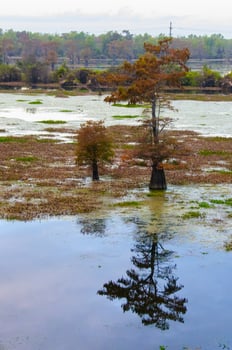 Marsh landscape, cypress trees grow from the water, Louisiana, USA photo