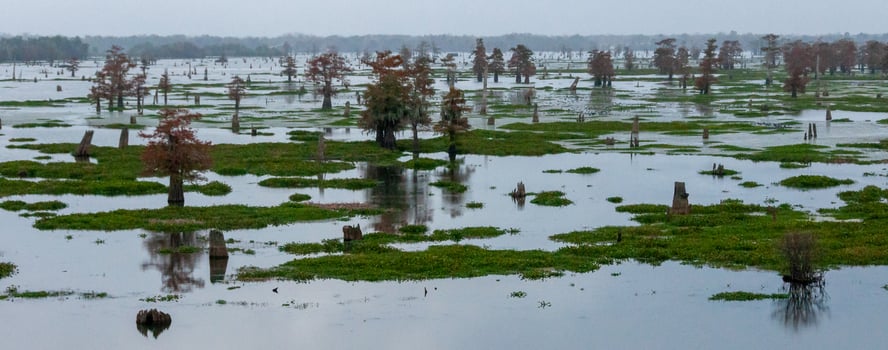Marsh landscape, cypress trees grow from the water, Louisiana, USA photo