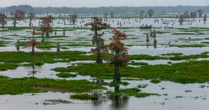 Marsh landscape, cypress trees grow from the water, Louisiana, USA photo