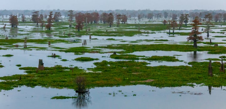 Marsh landscape, cypress trees grow from the water, Louisiana, USA photo