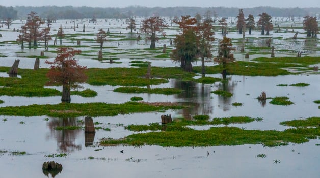 Marsh landscape, cypress trees grow from the water, Louisiana, USA photo