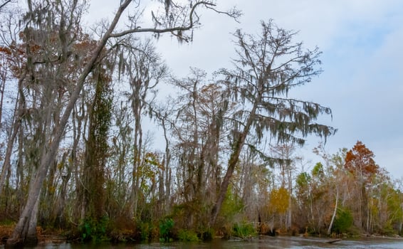 Spanish moss hanging from tree in New Orleans, Louisiana photo